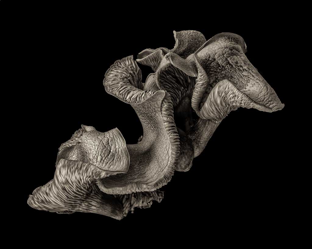 Mushroom Study