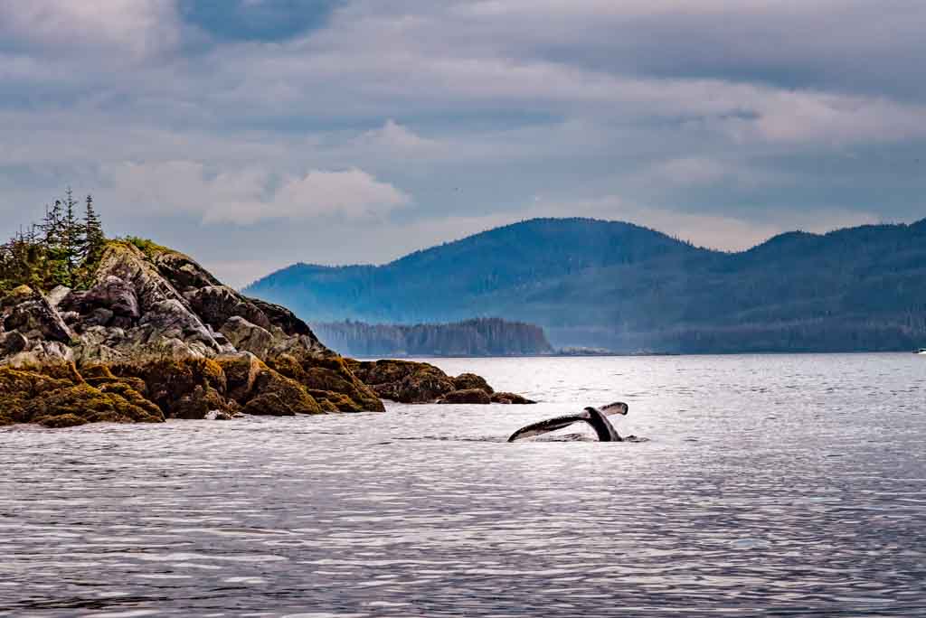 Whale Watching, Alaska